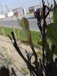 abelia2.jpg