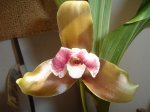 Lycaste Macrophylla2 03-04-07.jpg