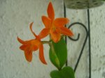 cattleya aurantiaca.jpg