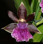 Zygopetalum 'Everspring'.jpg