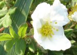 potentilla.jpg