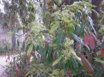 DSCN5667.jpg