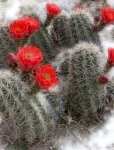 rojos_0001_Capa 3.jpg