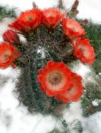 rojos_0000_Capa 4.jpg