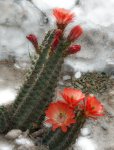 rojos_0002_Capa 2.jpg