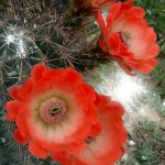 flor.jpg