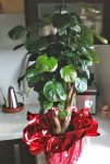 planta.jpg