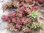 Sedum album.JPG