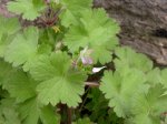 DSCN0623.JPG