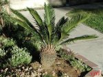 Cycas_revoluta_2.jpg