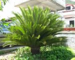 cikas_m.jpg