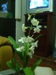 dendrobium 19 de abril.jpg