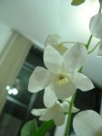 dendrobium.jpg