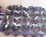 Melones 11.jpg