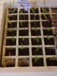 Pimientos - Tomates de Picarona.jpg