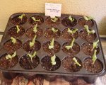 Melones 12.jpg