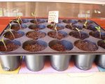 Tomates  Dertri.jpg