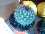 IMAG0133.JPG