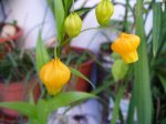 sandersonia 16abr.JPG