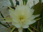 jardín 033.jpg