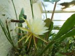 jardín 034.jpg