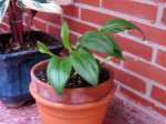 Plantas 001.jpg