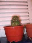Plantas 008.jpg
