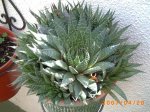 cactus desconocido.JPG