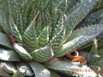 detalle de cactus desconocido.JPG
