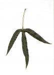 escanear0001.jpg