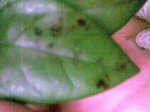 Imagen023.jpg