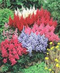 Astilbes.jpg