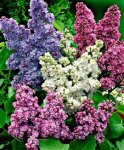 Lilas (Syringa vulgaris).jpg