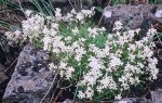 arabis-caucasica.jpg