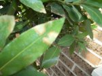 resized_laurel.jpg