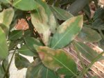 resized_laurel..jpg