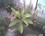 Aguacate.jpg