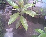 Aguacate2.jpg
