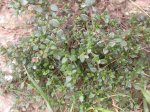 DSCN0610.JPG