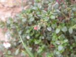 DSCN0611.JPG