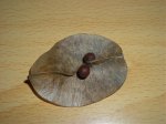 DSCN2339.jpg