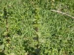 DSCN0730.JPG