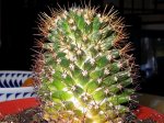 Plantas 009.jpg