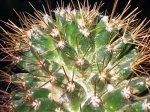 Plantas 010.jpg