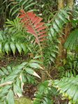 Cairns - Botanic Gardens - P4150131.jpg