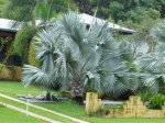 Cairns - Botanic Gardens - P4150133.jpg