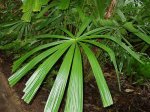 Cairns - Botanic Gardens - P4150136.jpg