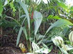 Cairns - Botanic Gardens - P4150138.jpg