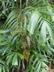 Cairns - Botanic Gardens - P4150143.jpg