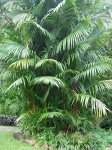Cyrtostachys Renda.jpg